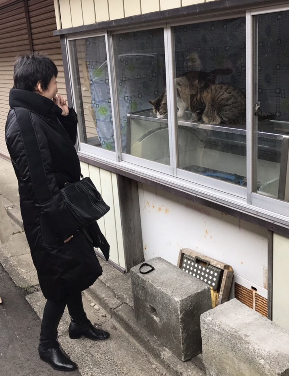 動物好きな熊本さん、参道で猫を見つけました